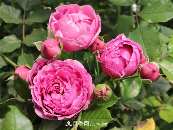 切花月季的栽培管理要點(diǎn)有哪些？(圖1)