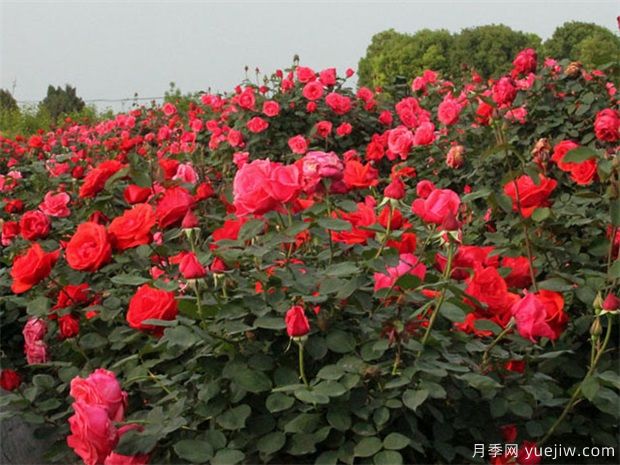 養(yǎng)紅色樹狀月季不必太麻煩，知道這三點就好了(圖1)