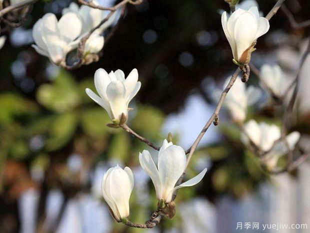 白玉蘭代表什么？有什么含義？(圖1)