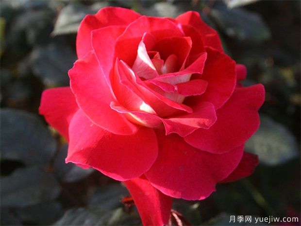 女朋友從外地回來送哪些花(圖1)