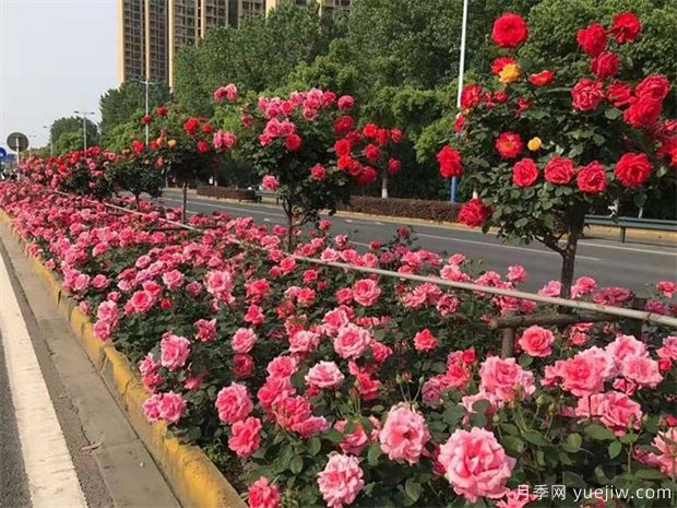 南陽苗木養(yǎng)護(hù)施肥技巧，保你苗子長(zhǎng)得好(圖1)