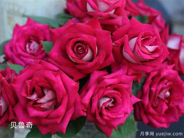 避開月季養(yǎng)護(hù)的6個(gè)坑，月季花很好養(yǎng)殖(圖1)