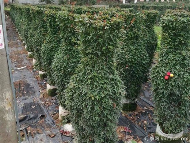 如何防凍園林植物才可以安全越冬？(圖1)