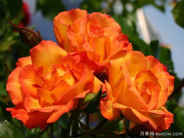 食醋養(yǎng)花卉妙處有三個(gè)，長(zhǎng)勢(shì)旺花多色艷(圖1)