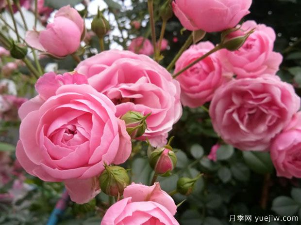 有哪些關(guān)于花卉的知識值得了解？(圖1)