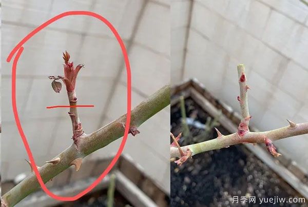 二月份月季花管理很重要，查漏補缺進入爆長期(圖2)