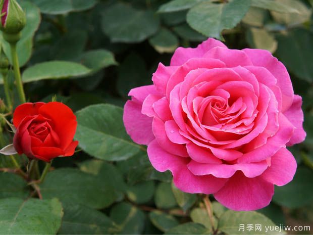 月季盆花要枝葉茂盛，合理施肥很重要(圖1)