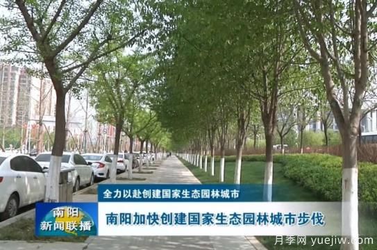 已種月季103萬(wàn)多株，南陽(yáng)加快創(chuàng)建國(guó)家生態(tài)園林城市步伐(圖1)