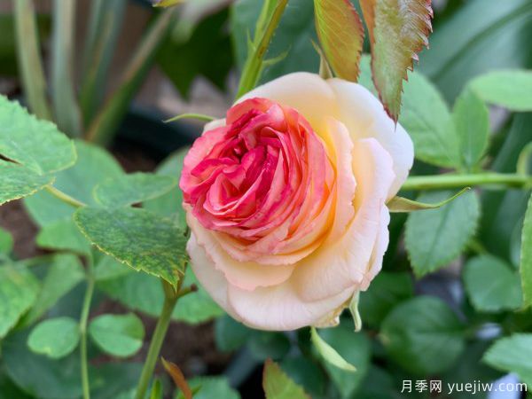 月季總是不開花，幾個養(yǎng)護要素做到位，開花不斷(圖1)