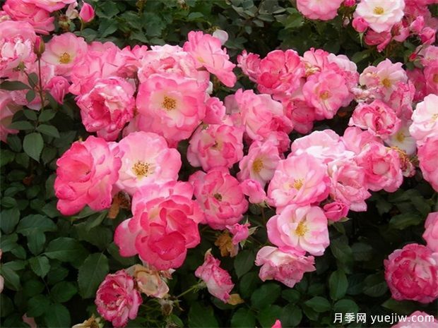 藤本櫻霞月季到底值不值得入手？(圖1)