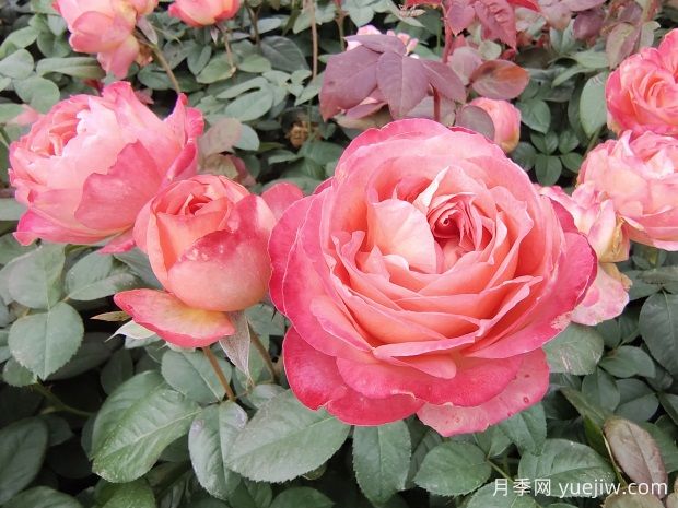 怎樣養(yǎng)好月季花？養(yǎng)殖方法及注意事項篇(圖1)