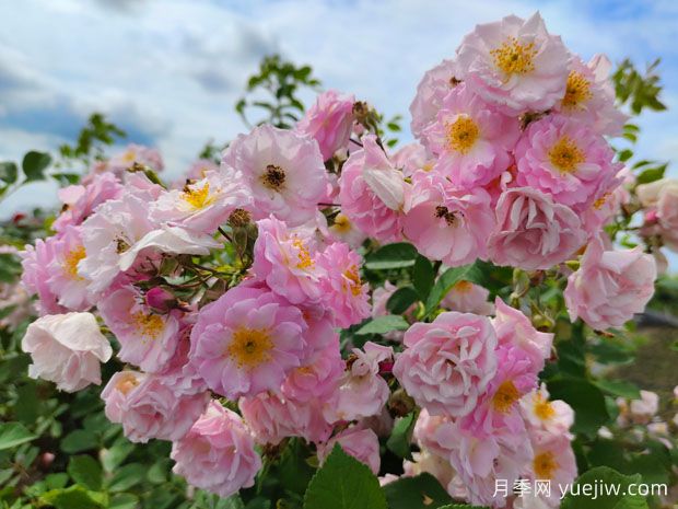 怎么為花園選擇正確的植物？(圖1)
