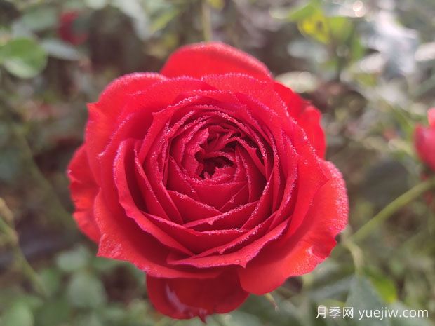 月季：美麗、愛(ài)情與堅(jiān)韌的永恒頌歌(圖1)