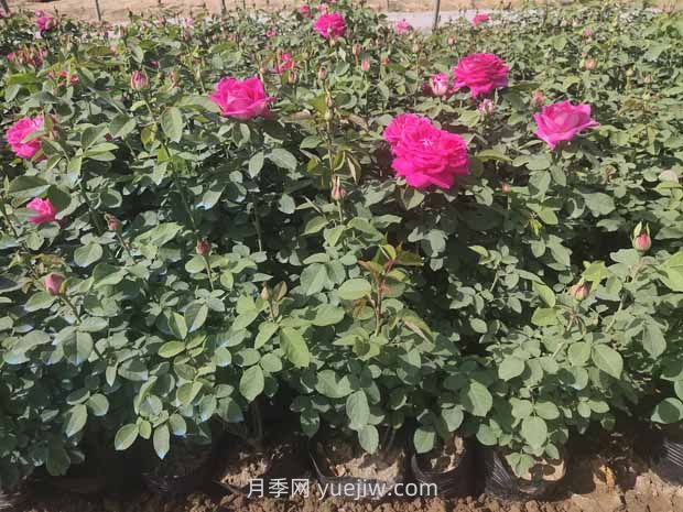 綠籬和苗圃除草那么難，怎么做才能事半功半？(圖2)