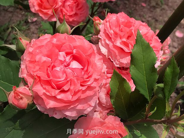 月季花珊瑚果凍，花大香濃四季勤開皮實好養(yǎng)活(圖1)