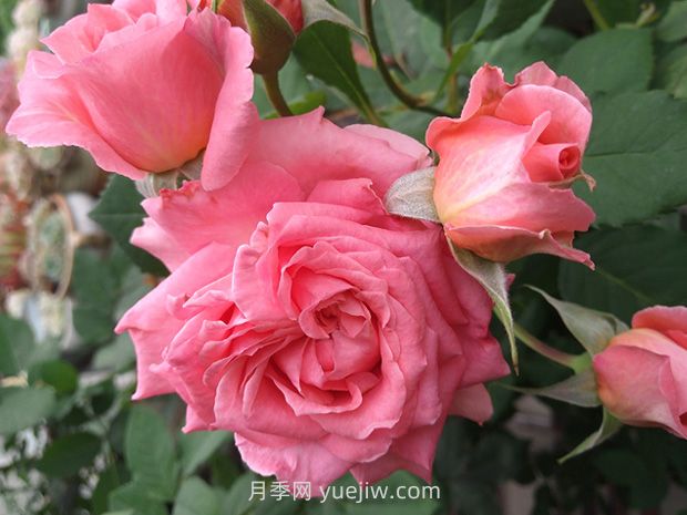 月季花珊瑚果凍，花大香濃四季勤開皮實好養(yǎng)活(圖2)