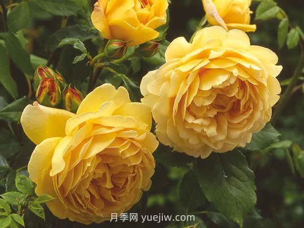 黃金慶典月季的優(yōu)缺點(diǎn)是什么？(圖1)
