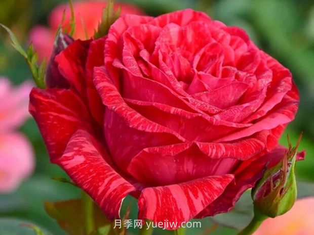 紅色直覺月季的優(yōu)缺點是什么？(圖1)