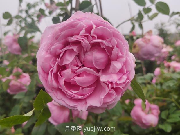 粉嫩可愛的自由精神月季優(yōu)缺點有什么？(圖1)