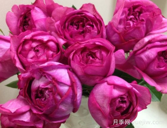 伊芙熱情月季的優(yōu)缺點是什么？(圖1)