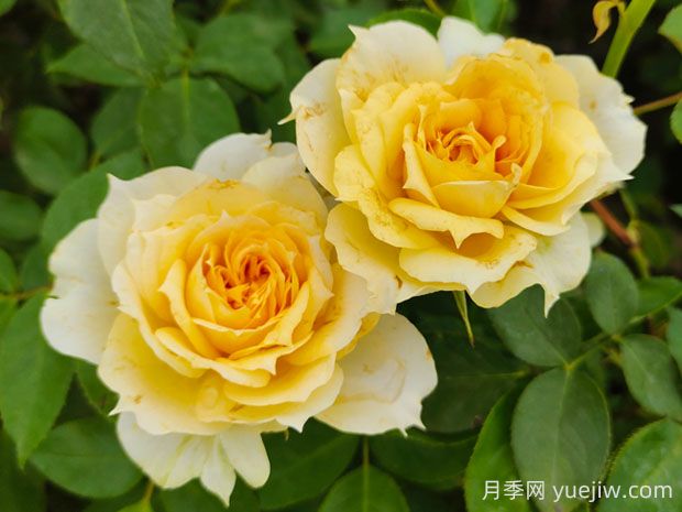 陽光古董月季的優(yōu)缺點是什么？(圖1)