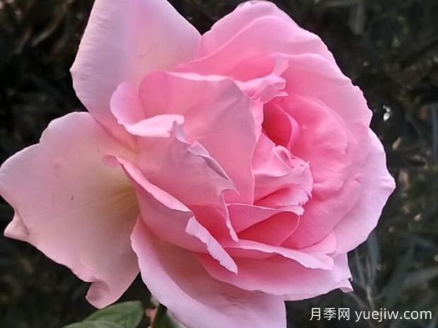 偉大世紀(jì)月季的優(yōu)缺點(diǎn)是什么？(圖1)