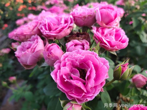 紫霧泡泡月季的優(yōu)缺點(diǎn)是什么？(圖1)