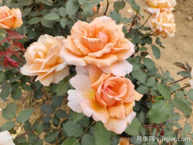 杰斯塔喬伊月季的優(yōu)缺點是什么？(圖1)