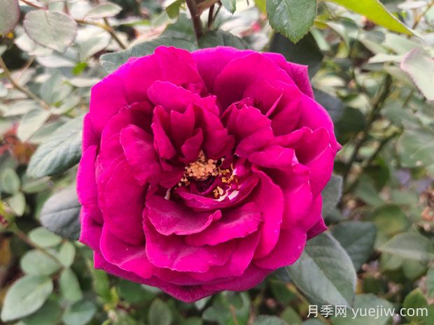 皇宮月季的優(yōu)缺點是什么？(圖1)