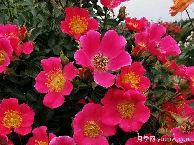 哈德?？≡录镜膬?yōu)缺點(diǎn)是什么？(圖1)