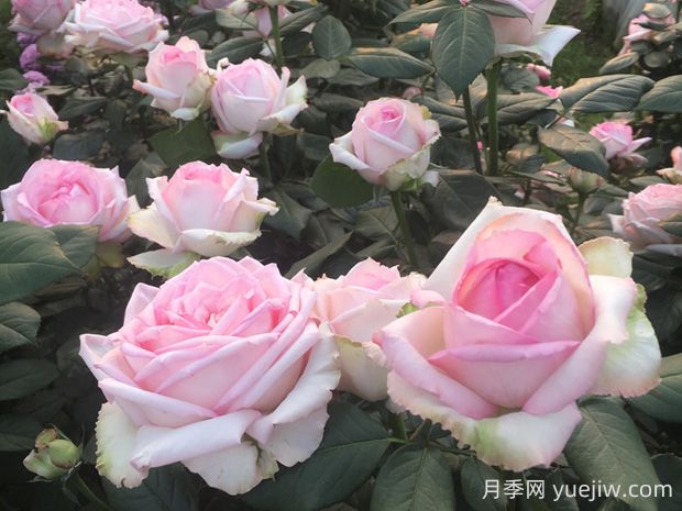 樂(lè)天派月季優(yōu)缺點(diǎn)有哪些？(圖1)