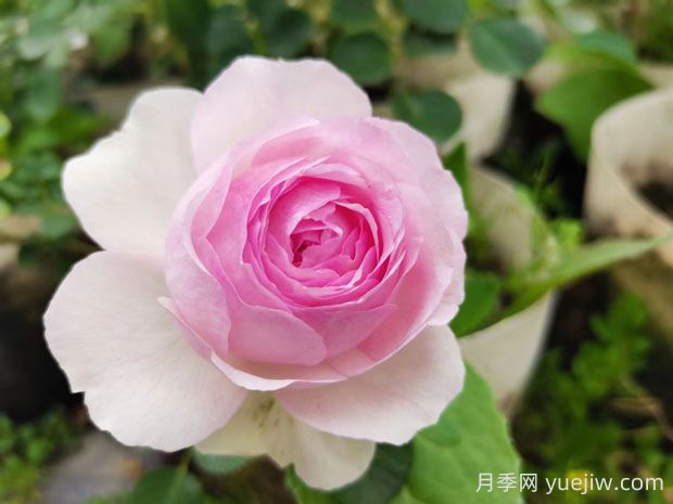 維薩里月季的優(yōu)缺點是什么？(圖1)