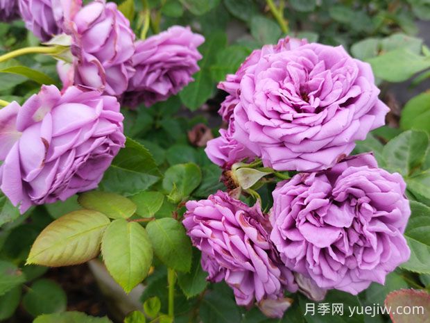 微藍月季的優(yōu)缺點是什么？(圖1)