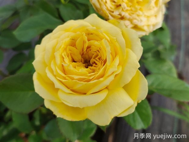 凱特琳娜月季的優(yōu)缺點是什么？(圖1)