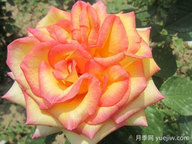 希臘之鄉(xiāng)月季的優(yōu)缺點是什么？(圖1)