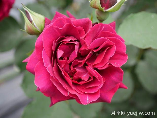 奧德賽月季的優(yōu)缺點(diǎn)是什么？(圖1)