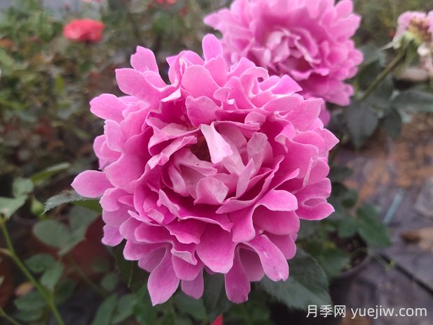 夢幻褶邊月季的優(yōu)缺點是什么？(圖1)