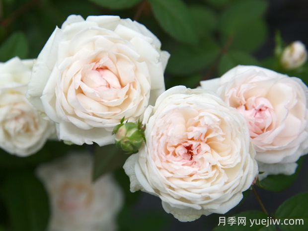 粉妝樓月季的優(yōu)缺點(diǎn)是什么？(圖1)