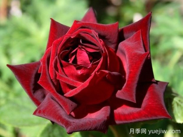 玫昂爸爸月季的優(yōu)缺點是什么？(圖1)