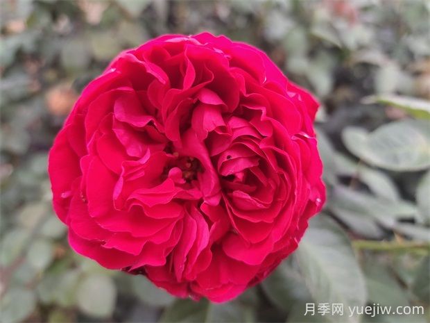 茶花女月季的優(yōu)缺點(diǎn)是什么？(圖1)
