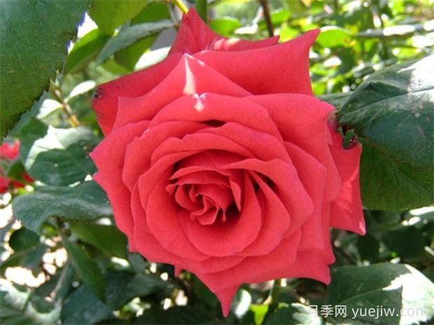 紅衣主教月季的優(yōu)缺點是什么？(圖1)