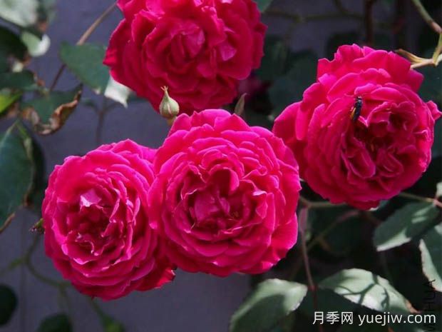 軟香紅月季的優(yōu)缺點是什么？(圖1)