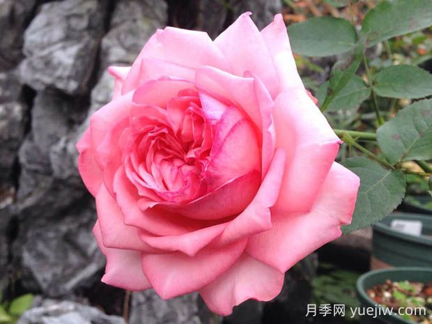 伊芙新娘月季的優(yōu)缺點是什么？(圖1)