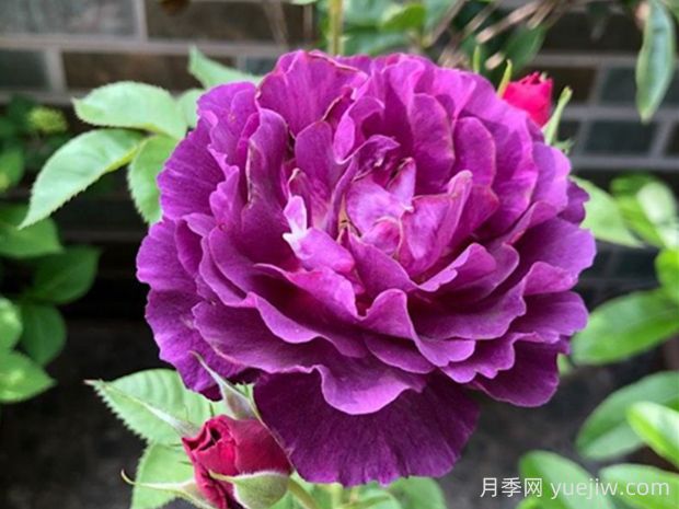 奧秘月季的優(yōu)缺點是什么？(圖1)