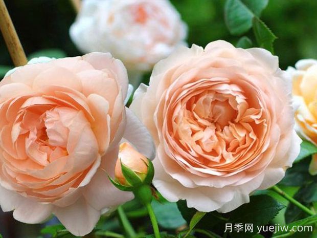 安布里奇月季的優(yōu)缺點(diǎn)分析(圖1)