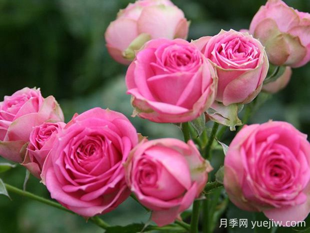 超感月季的優(yōu)缺點(diǎn)是什么？(圖1)