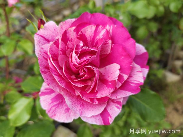 依蕾莎絲特月季的優(yōu)缺點(diǎn)是什么？(圖1)