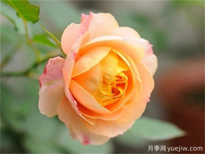 浪漫寶貝月季秋季養(yǎng)護(圖1)