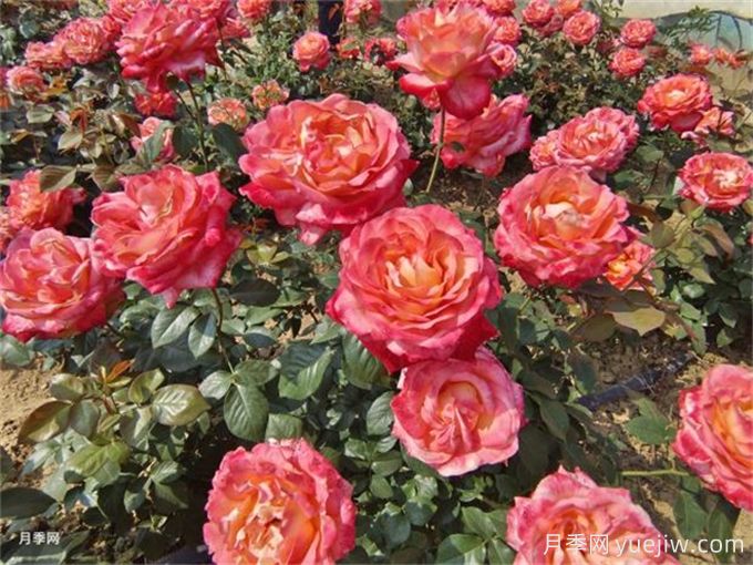 養(yǎng)花的15個正確姿勢，讓你成為養(yǎng)花達(dá)人(圖1)