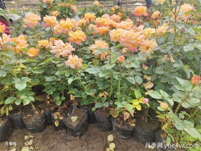 夏季管理盆花月季注意哪些？月季花有哪三大作用？(圖1)